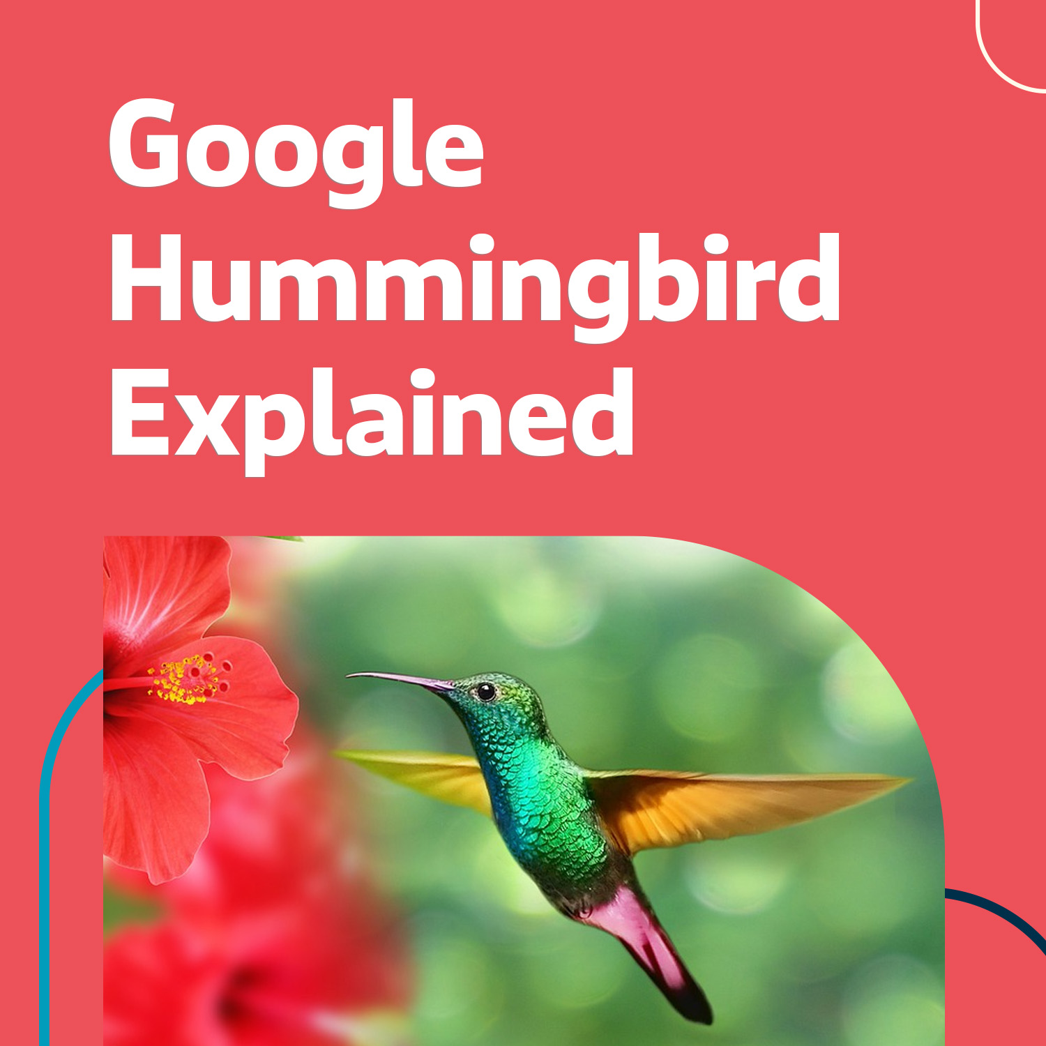 Google Hummingbird Explained