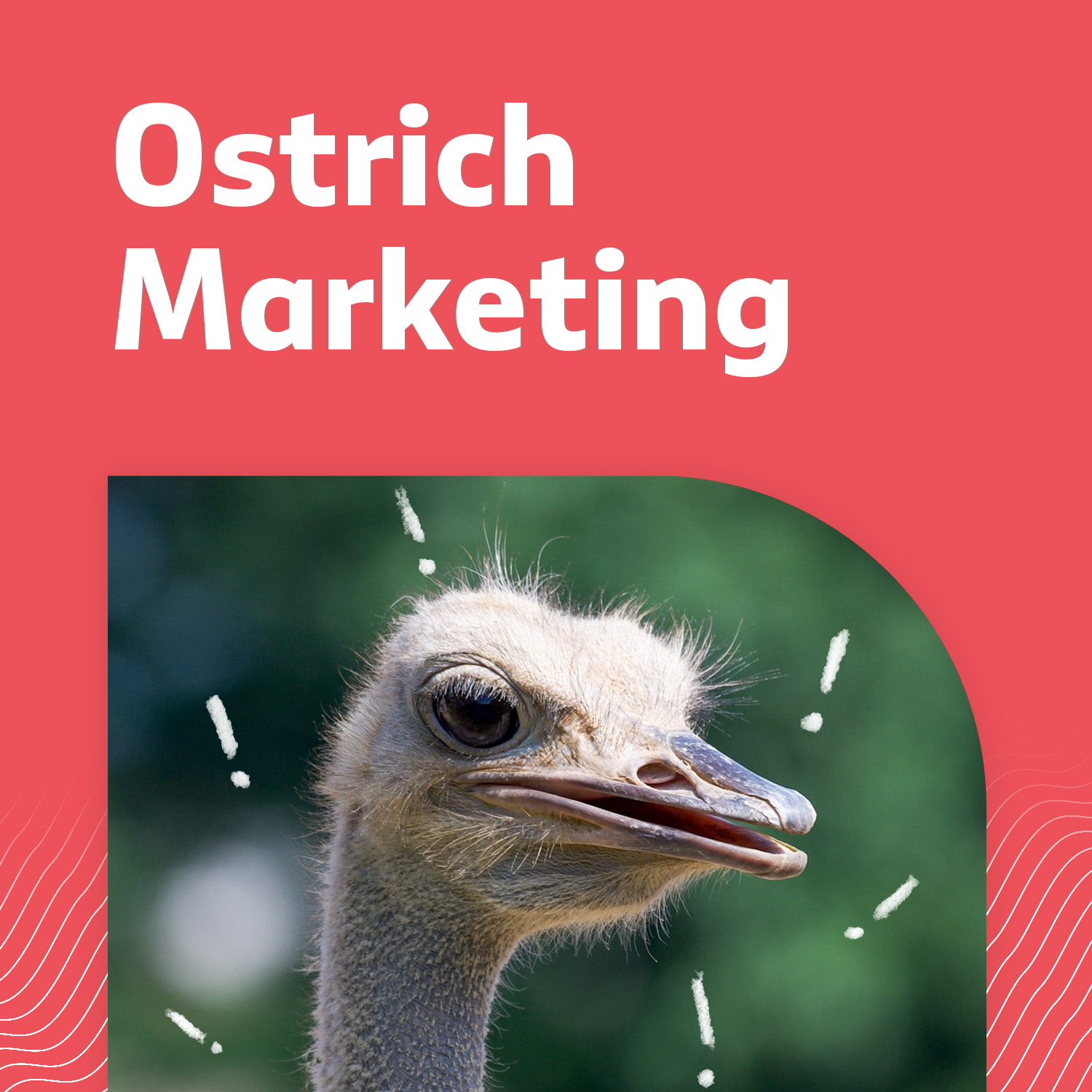 Ostrich Marketing